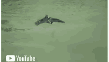 Swimming Bat GIF - Swimming Bat GIFs