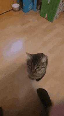 Cat Cat Forehead GIF