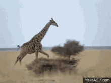 running giraffe africa safari