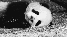Panda Sleep GIF - Panda Sleep Tired GIFs