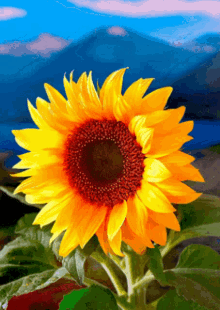 Sunflower GIF - Sunflower GIFs