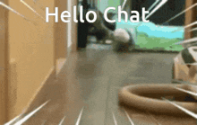 Hello Chat Funny GIF - Hello Chat Funny Animal GIFs