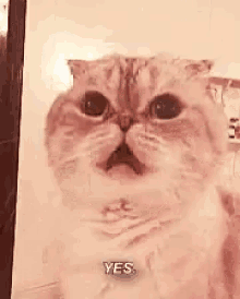 Yes Cat GIF - Yes Cat Behave GIFs
