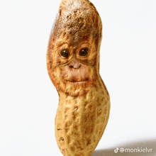 a peanut that looks like a monkey with a face on it