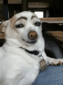 Funny Animals GIFs - 150 GIFs to Try Not to Laugh!