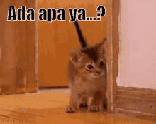 Intip Dulu GIF - Kitten Cat Hide And Seek GIFs