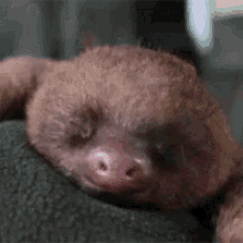Sloth Yawn GIF - Sloth Yawn Sleepy GIFs