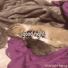 Animals With Captions Good Night GIF