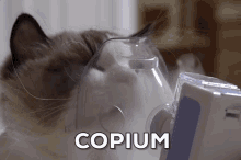 copium cat