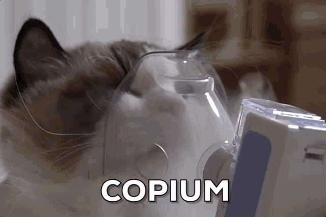 Copium Cat GIF - Copium Cat GIFs