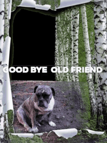 Good Bye Sympathy GIF - Good Bye Sympathy Cute Animals GIFs