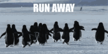 run bye penguins runaway