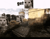 Get Real Cat GIF - Get Real Cat Dying Light GIFs