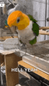 a parrot is sitting on a perch in a cage with the words `` hell yeah '' written below it .