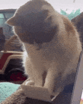 Typing Cat Keyboard Cat GIF
