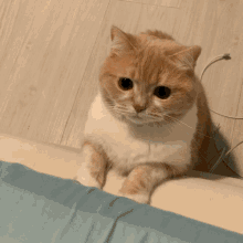 Cat Jumping GIF