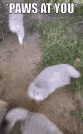 Paws At You Pallas Cat GIF - Paws At You Pallas Cat Manul GIFs