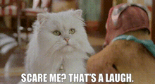 a white cat is sitting next to a person with the words `` scare me that 's a laugh '' .