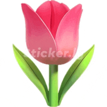 Tulips Flowers GIF