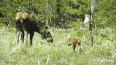 Grazing Moose GIF - Grazing Moose Viralhog GIFs