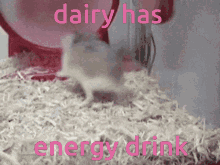 dairy hamster energy drink