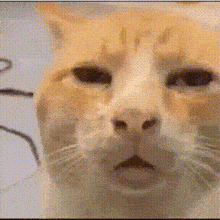 a close up of a cat 's face with a drawing of a circle in the background