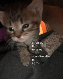 a kitten is sitting on a person 's lap and the words ai rep lau thi toi ghet are below it