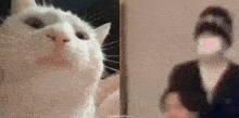 a close up of a white cat and a blurry picture of a person .