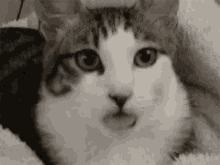 Cat Lick GIF - Cat Lick GIFs