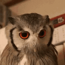 Owl Face GIF - Owl Face GIFs