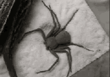  Crack Spider GIF - Cocaine Love More GIFs