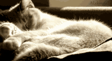 Sleeping Cats GIF - Sleeping Cats Kittens GIFs