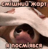 a close up of a dog 's nose with a foreign language caption above it