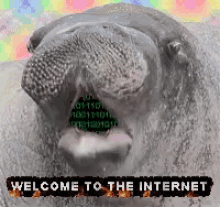 Internet Seal GIF - Internet Seal GIFs