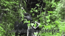 a gorilla is standing in the woods and says `` i saw what you deleted `` .