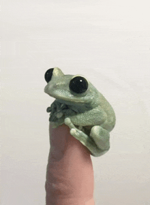 Frog GIF - Frog GIFs