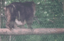 a monkey with a beard sits on a wooden branch in a cage