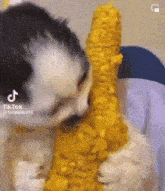 Westonrry Silly Cat GIF - Westonrry Silly Cat Cat Chewing GIFs