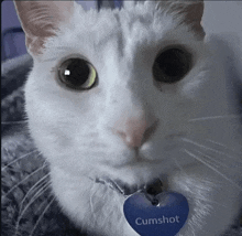 a close up of a white cat with a tag that says cumshot