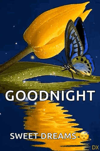 Tulip Butterfly GIF - Tulip Butterfly Goodnight - Discover & Share GIFs