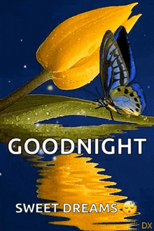 Tulip Butterfly GIF - Tulip Butterfly Goodnight GIFs