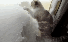 Cabin Fever GIF - Snowing Winter Cat GIFs