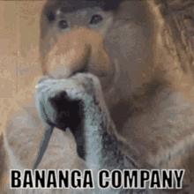 Banana Monkeys Bananga Company GIF - Banana Monkeys Monkeys Bananga Company GIFs