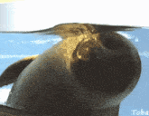 Nico Seal GIF