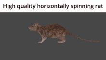 High Quality Horizonrally Spinning Rat GIF - High Quality Horizonrally Spinning Rat GIFs