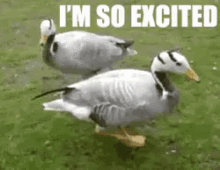 First Day Of Spring! GIF - Ducks Excited Excited Dance GIFs
