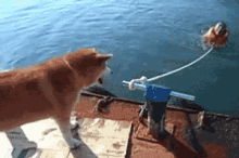He Tried To Help!!     ....Or He Doesn'T Really Like You. GIF - Dogs Helping GIFs