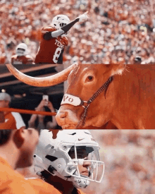 Texas Longhorns GIF - Texas Longhorns Football GIFs