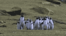 Penguins Running GIF - Penguins Running Jumping GIFs