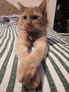 a cat laying on a green and white striped blanket with its paws crossed